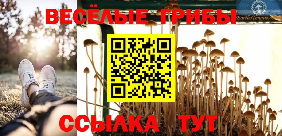 Псилоцибиновые грибы Psilocybe  Вход с VPN  Галлюциногенные грибы Psilocybe  магазин  наркотиков  Кировск 